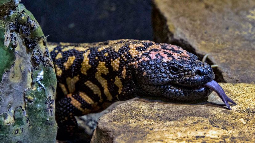 Gila monster 