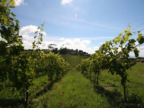 The Gisborne wine region is also known as the “Chardonnay capital of New Zealand.” See our collection of win­e pictures.