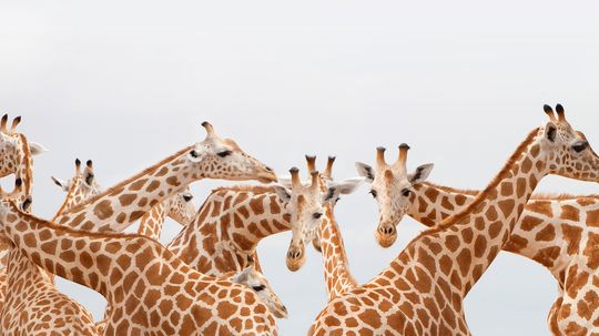 If a giraffe's neck only has seven vertebrae, how is it so flexible?