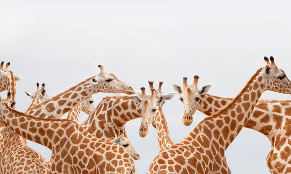 Which Animal Is Known as the Zebra Giraffe? - WorldAtlas