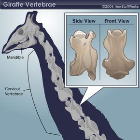 giraffe heart diagram