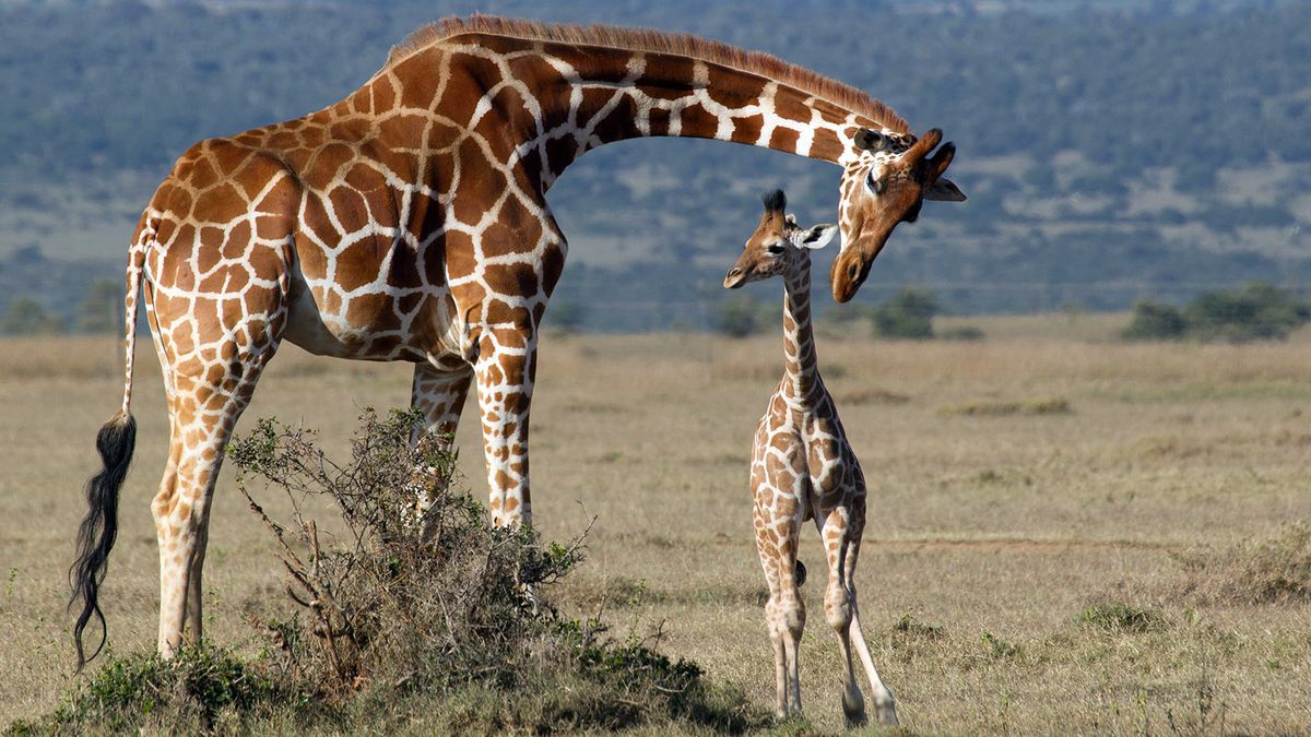 Baby Giraffes Get Their Spots From Mom