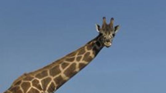 The Ultimate Giraffe Quiz