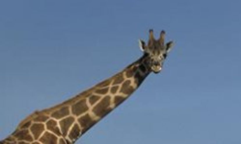The Ultimate Giraffe Quiz