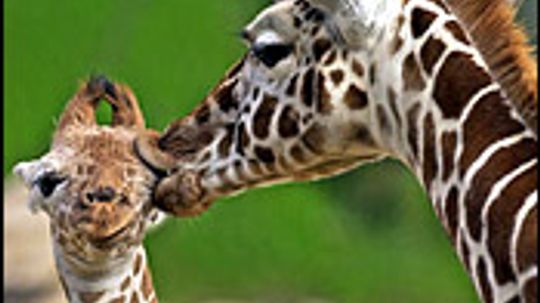 Wild Animals | HowStuffWorks | Page: 24