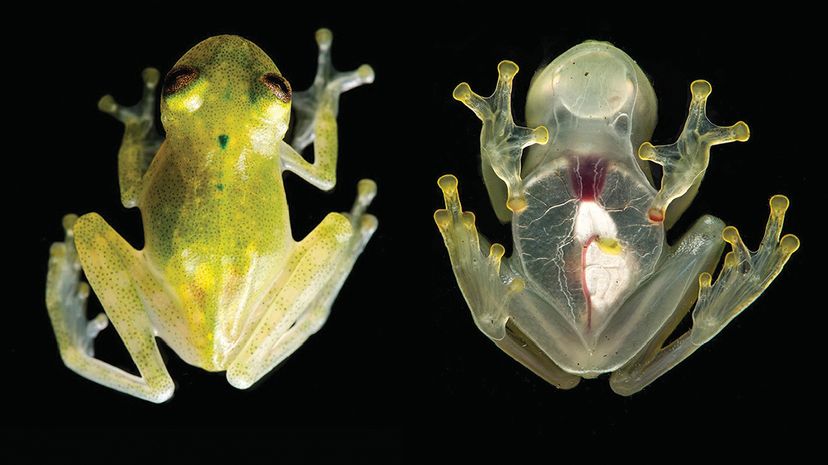 Blue frogs among summer's colorful surprises