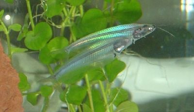 Glass Catfish