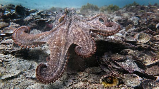 Turns Out 'Gloomy' Octopus Craves Socialization