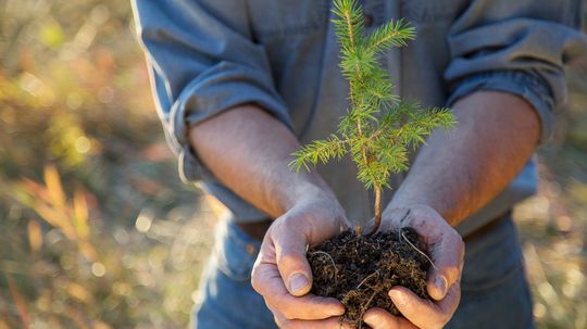 If I Plant Trees in My Yard, Will It Offset Global Warming?