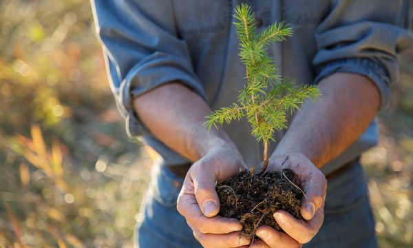 Global Warming Plant Trees Quiz