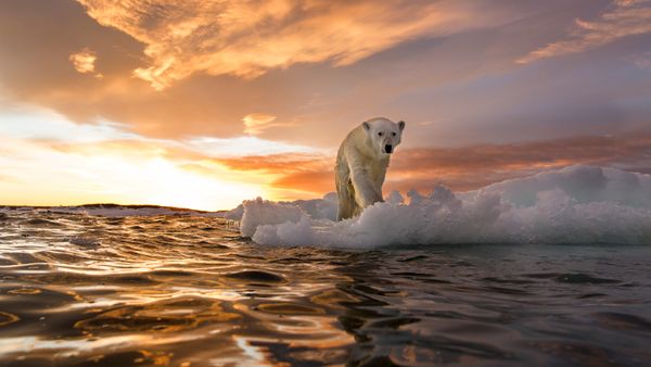 Animal watching sunset in nature's outdoors near water.