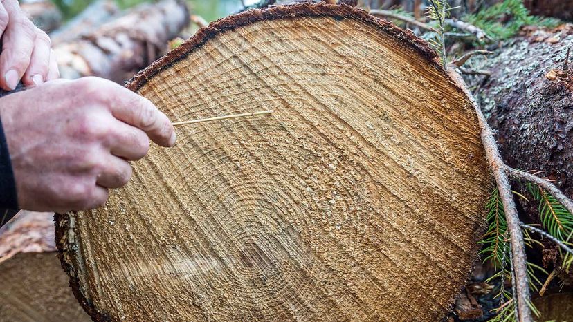 counting tree rings