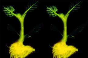 Will Glowing Trees Replace Streetlights? - Lighting