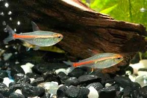 © iStock Glowlight Tetra -- hemigrammus erythrozonus                                            See more Aquarium Fish Image Gallery.