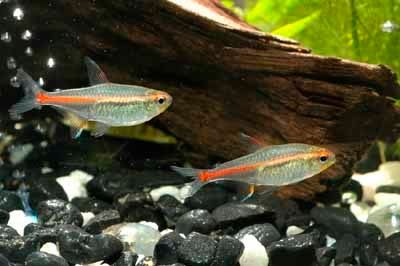 Glowlight Tetra