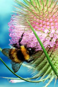 bee on flower