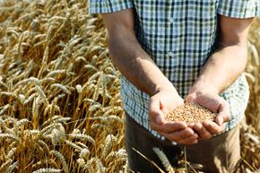 没有证据表明现在的小麦比过去的小麦含有更多的麸质。＂border=