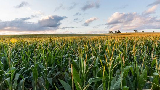 转基因生物(GMOs)是什么?它们安全吗?”width=