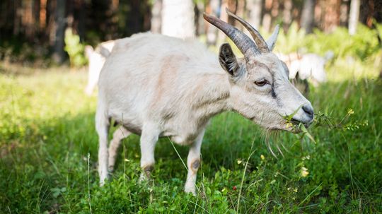 Grass Gobbling Goats Are Gardening Away at O'Hare, Google