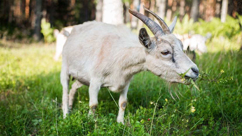 Gardener goats	