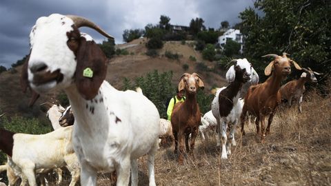 Vincent van Goat and Friends Help Vanquish Western Wildfires - Vimarsana News