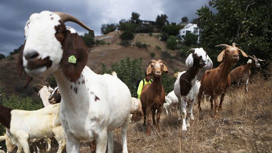 Vincent van Goat and Friends Help Vanquish Western Wildfires