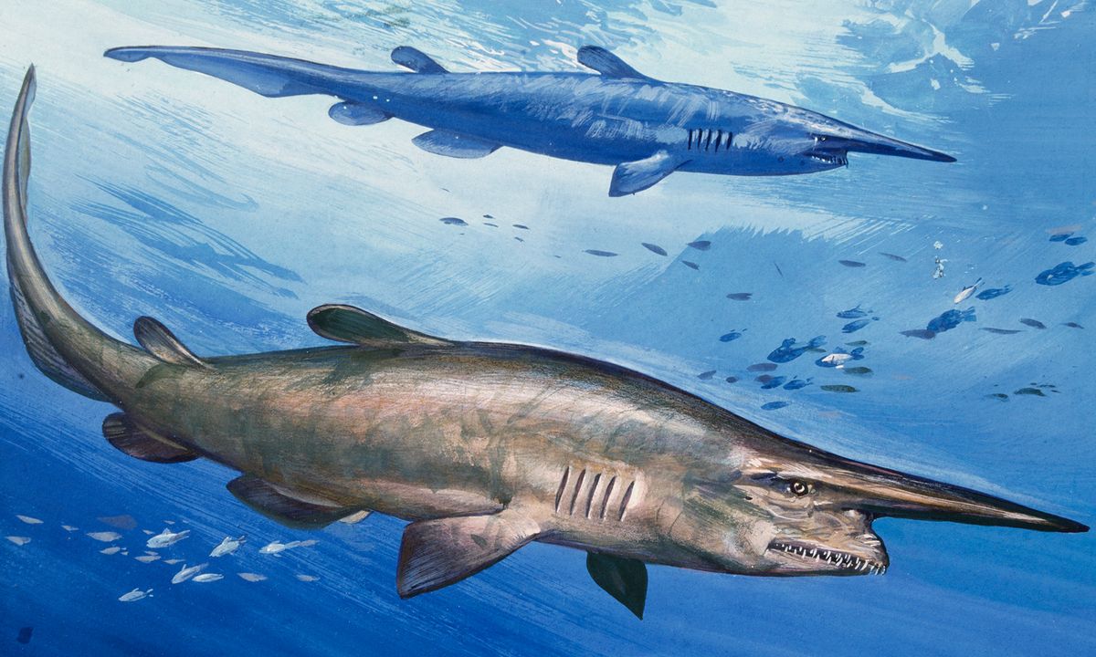 Why are goblin sharks called that? | HowStuffWorks