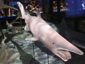A life size model of the rare goblin shark at the Natural History Museum in Vienna.
