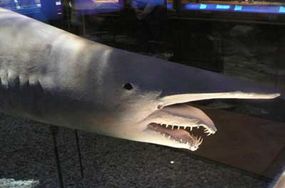 Goblin sharks are often called the ugliest shark species because of their elongated snout.