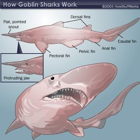 Goblin shark body structure