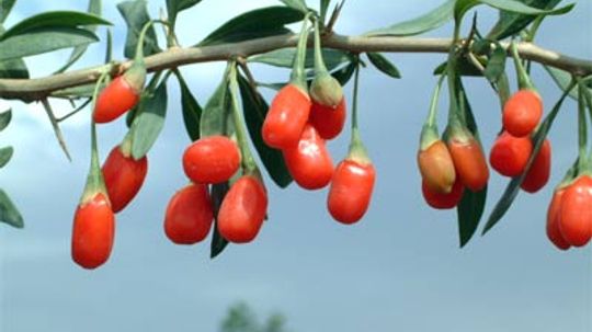 What are goji berries?
