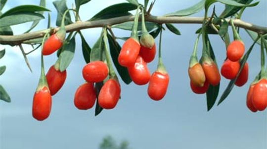 什么是Goji Berries？“border=