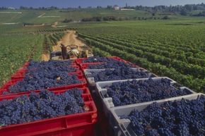 Lingering winters that delay the harvest in Burgundy affect the price of wine from the region
