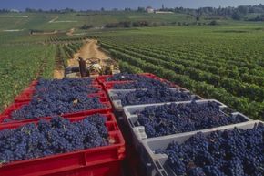 Burgundy grapes