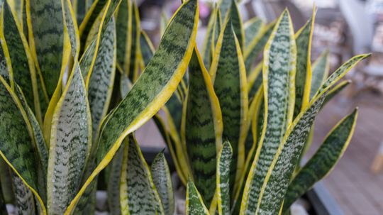 祝你好运植物的力量:在家里加强繁荣与和谐”width=