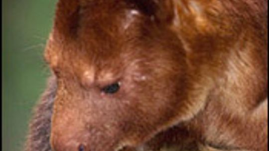 Goodfellow's Tree Kangaroo