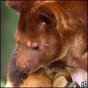 goodfellow's tree kangaroo