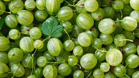 The Once-banned Gooseberry Has Made a Comeback in the U.S. - Vimarsana News