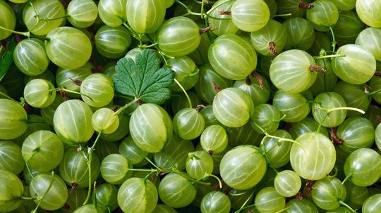 The Once-banned Gooseberry Has Made a Comeback in the U.S.
