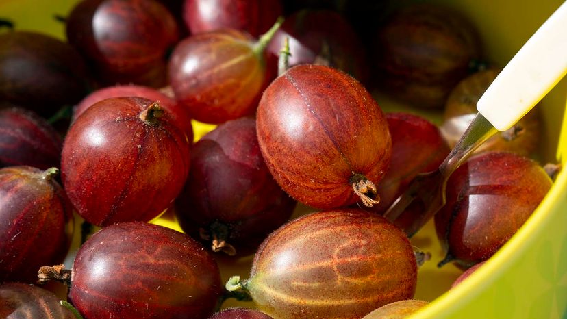 gooseberry fruit