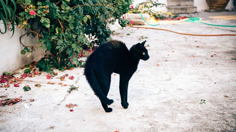 Frightened black cat