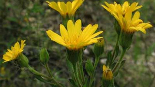 Golden Aster