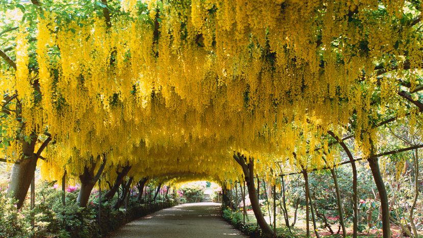 A path full of golden chain tree