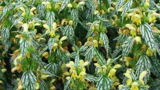 Golden Dead Nettle