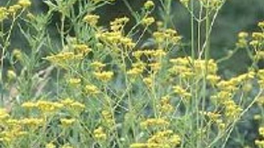 Golden Lace, Scabious Patrinia