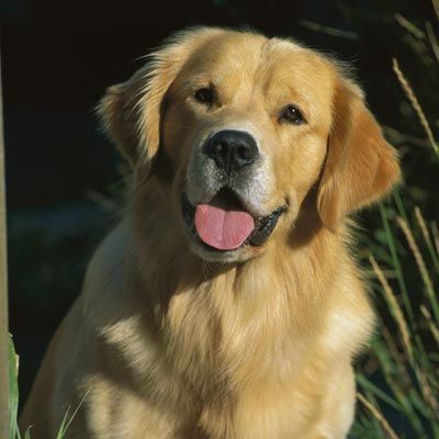 Golden Retriever 