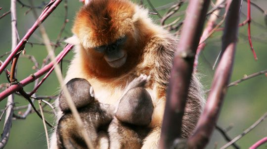 Golden Snub-nosed Monkeys Share Nursing of Young