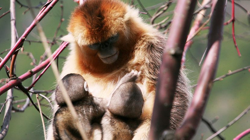 golden snub-nosed monkey