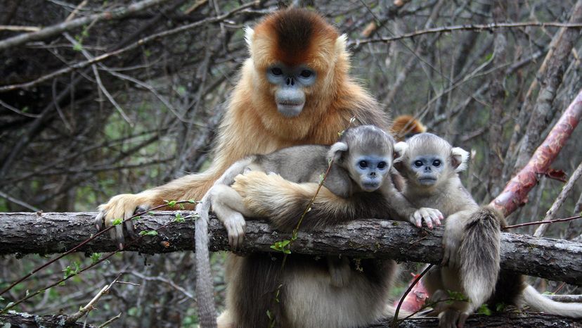 golden snub-nose monkey