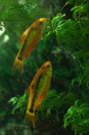Golden Barb -- See more aquarium fish pictures.
